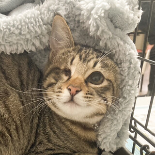 撫でられるの大好きキジトラ女子❤️ダリ