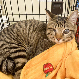 抱っこ大好き❤️キジトラモネちゃん