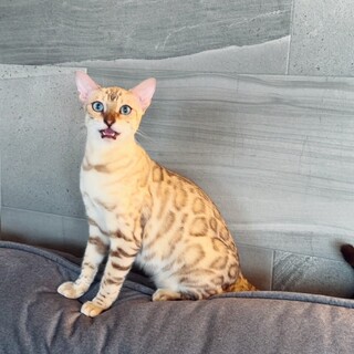 目が綺麗なブルーです＾＾とても可愛い子です