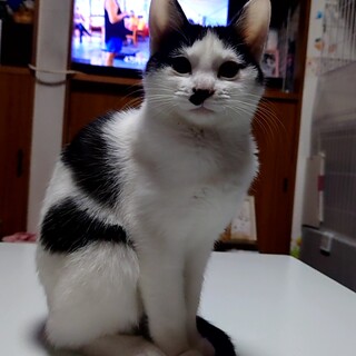 つぶらな瞳の可愛いハチワレちゃん