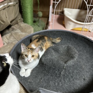 大人しく可愛い三毛の子猫ちゃん