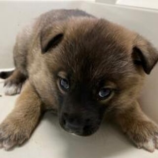 緊急！生後1ケ月の可愛い子犬　2月27日迄