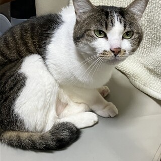 ミルクちゃんの命を救ってください！