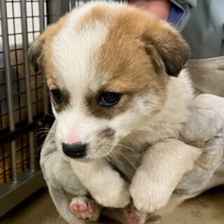 緊急！生後1ケ月の可愛い子犬　2月27日迄