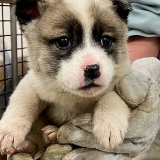 緊急！生後1ケ月の可愛い子犬　2月27日迄