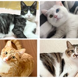 千葉県柏市☆保護猫譲渡会 サムネイル2