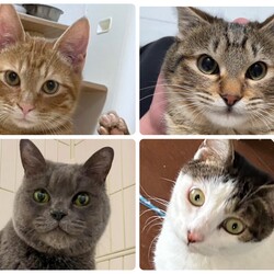 千葉県柏市☆保護猫譲渡会 サムネイル3