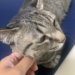 愛情で作られたももとみみ