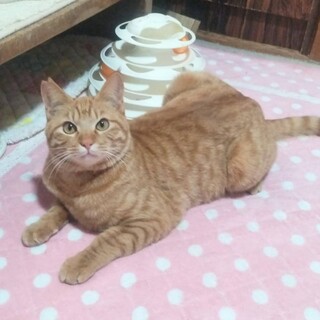 【4/13東銀座】ロビンくん★2－3歳♪