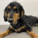 カニヘンダックスフンドの男の子！