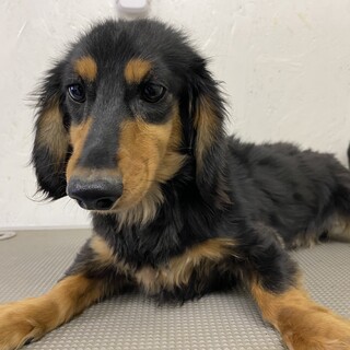 カニヘンダックスフンドの男の子！