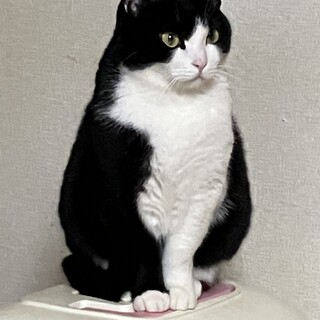 あずきちゃん の命を救ってください！