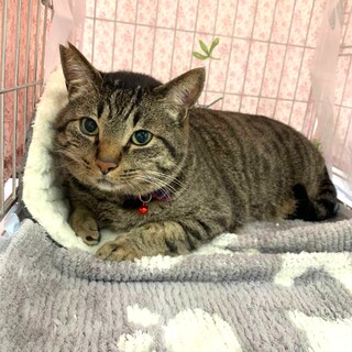 【4/27東銀座】おとぼけくん★4歳♪