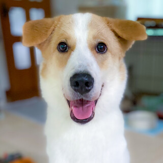 おっとり優しいMixの男の子【ハリー】