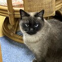 タピオカちゃんの命を救ってください！