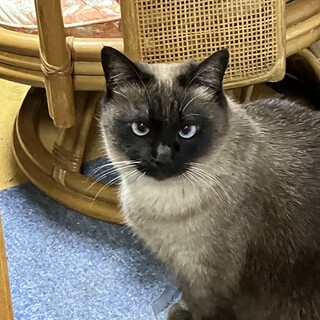 タピオカちゃんの命を救ってください！