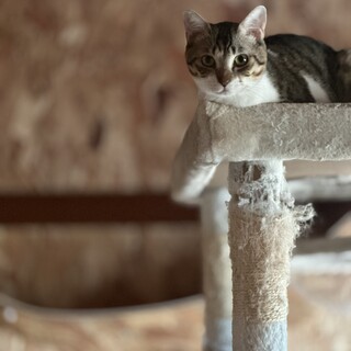 ヒョウ柄模様の甘えん坊猫