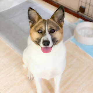 小柄なMIXの女の子！【もも】