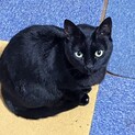 マロンちゃんの命を救ってください！