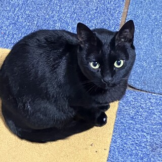 マロンちゃんの命を救ってください！