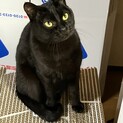 ライムちゃんの命を救ってください！