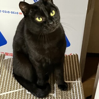 ライムちゃんの命を救ってください！