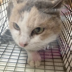 パステル三毛ちゃん保護