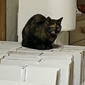 きなこちゃんの命を救ってください！