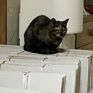 きなこちゃんの命を救ってください！