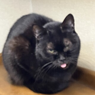 あんこちゃんの命を救ってください！