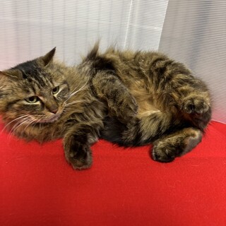 長毛好き必見！甘えん坊でシャイな性格❤ビトン