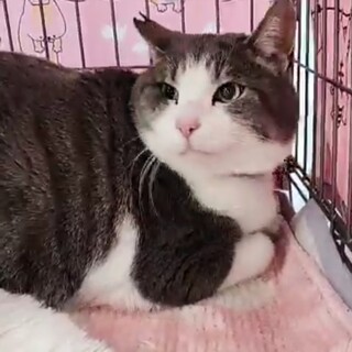 【4/27東銀座】銀太くん★4歳♪