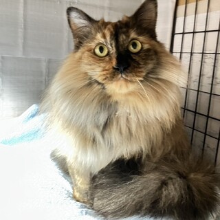 【11/2東銀座】カカオちゃん★7歳♪