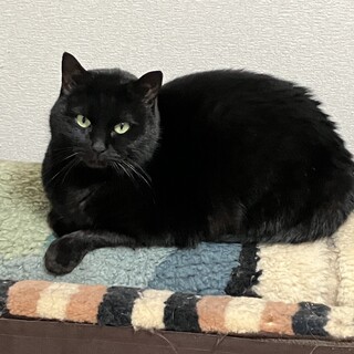 バニラちゃんの命を救ってください！