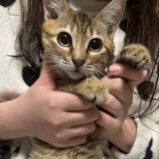 人馴ればっちり洋猫風美子猫シマちゃん！