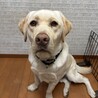 ラブラドール・オス・1才半 サムネイル2
