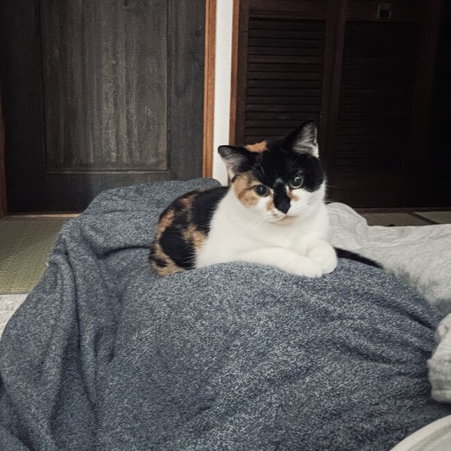 みけねこフィグちゃんのカバー写真