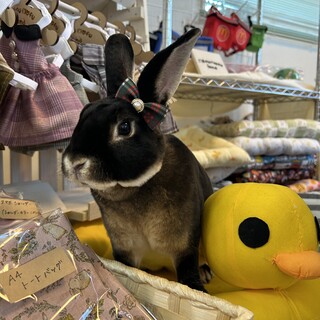 ミニレッキス、ブラックオターカラー