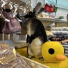 ミニレッキス、ブラックオターカラー サムネイル2
