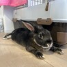 ミニレッキス、ブラックオターカラー サムネイル3
