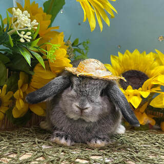 ホーランドロップイヤー、チンチラカラー