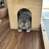 ホーランドロップイヤー、チンチラカラー サムネイル2