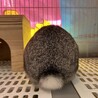 ホーランドロップイヤー、チンチラカラー サムネイル4