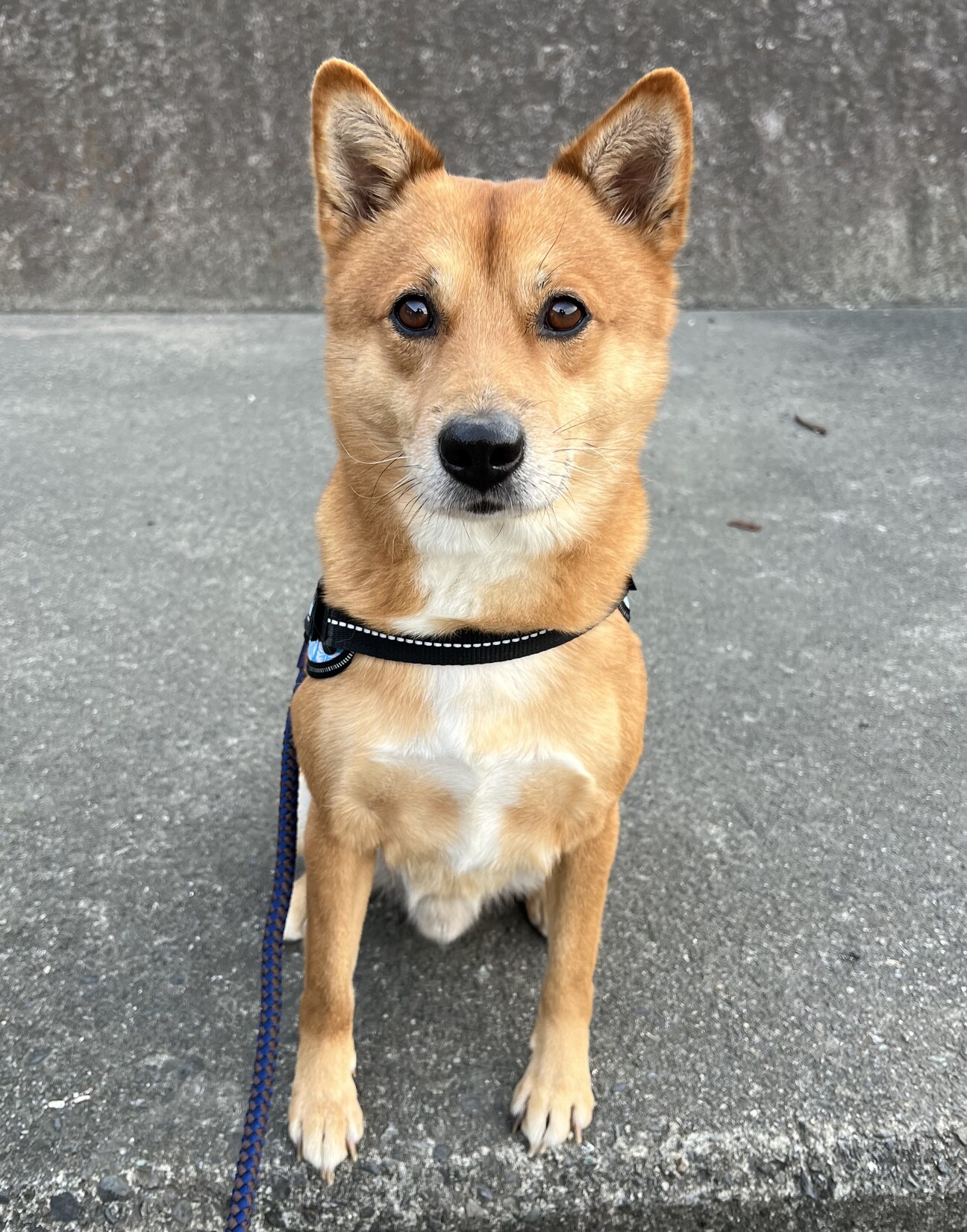 訳あり緊急急募！23日ま」静岡県 - 犬の里親募集(511342