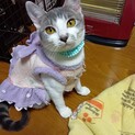 恥ずかしがり屋の甘えん坊♡チーちゃん7か月