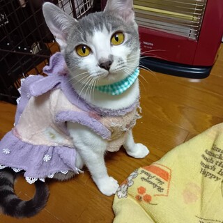 恥ずかしがり屋の甘えん坊♡チーちゃん7か月