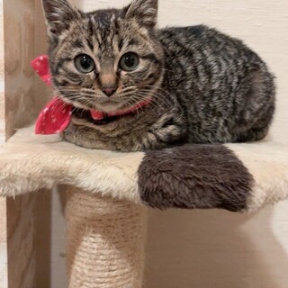 おっとり穏やかな女の子♡バレンちゃん