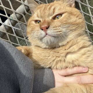 祖父母が多頭飼いしてた猫ちゃんの里親様を募集します