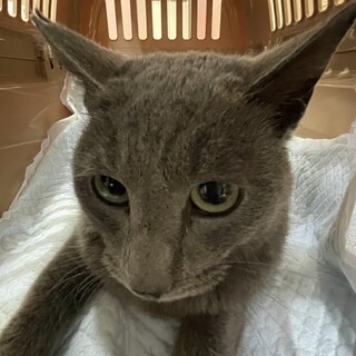 甘えん坊のイケメンボーイ♡１歳