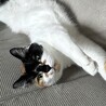 みけねこフィグちゃん
